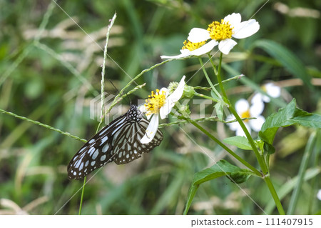 普通斑點鱈魚從花中吸取花蜜 普通斑點鱈魚從花中吸取花蜜 111407915