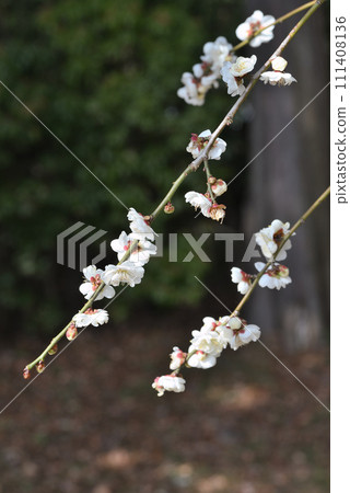 Ume (Shirataki branch) 111408136