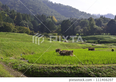 Shugakuin Imperial Villa Rural Scenery Rice Rack Shugakuin Imperial Villa Rural Scenery Rice Rack 111408207