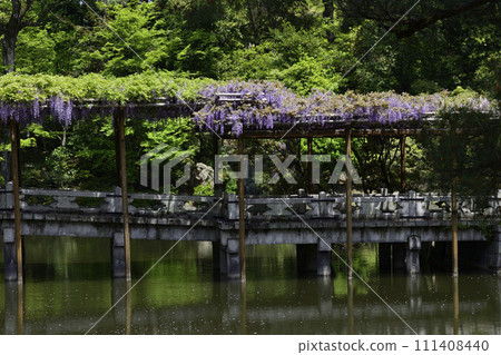 京都Sendong宮南池塘Yatsuhashi和紫藤 京都Sendong宮南池塘Yatsuhashi和紫藤 111408440