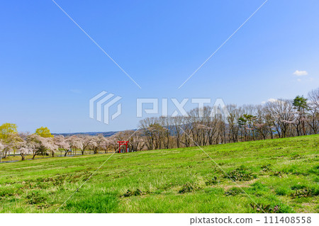 宮城縣北部矢倉山的櫻花 宮城縣北部矢倉山的櫻花 111408558