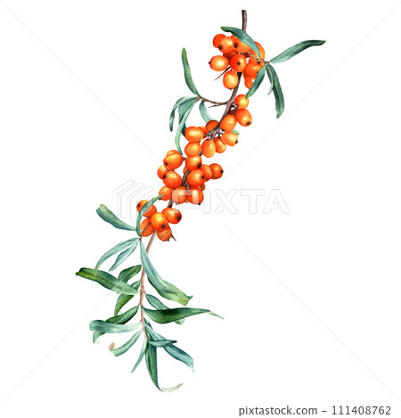 Medicinal plant sea buckthorn branch with orange berries and leaves. Hand drawn botanical watercolor illustration isolated on white background. For clip art cards menu label package 111408762