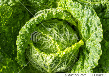 Cabbage plant growing in the vegetable garden bio farm, Cabbage plant growing in glass greenhouse, bio farming, Fresh vegetable garden. 111408936