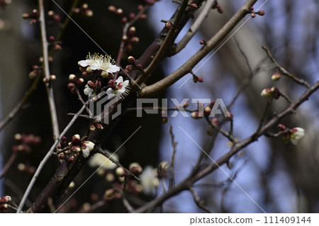 Tohokuin eaves end plum 111409144