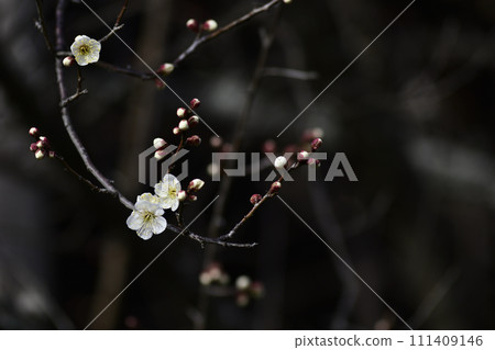 Tohokuin屋簷結束梅花 111409146