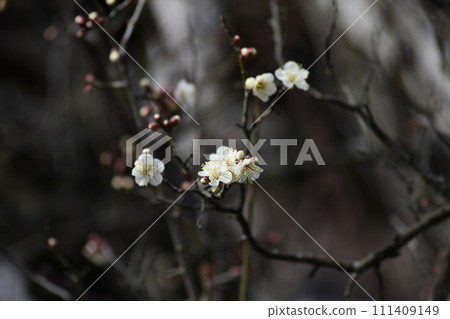 Tohokuin屋簷結束梅花 111409149