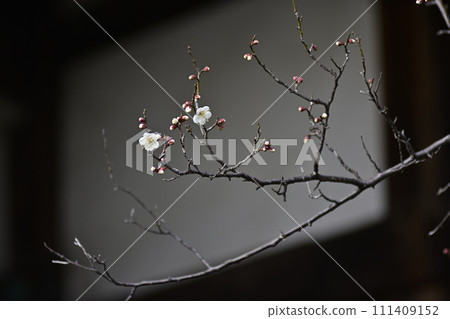 Tohokuin屋簷結束梅花 111409152