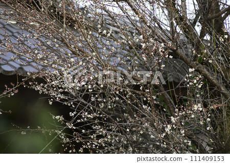 Tohokuin eaves end plum Tohokuin eaves end plum 111409153