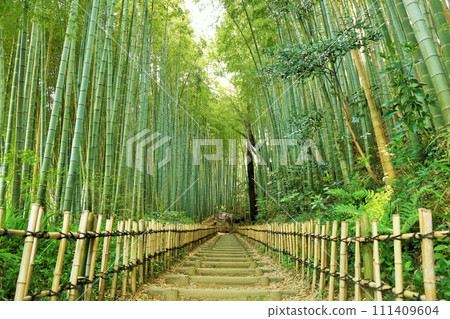 千葉縣佐倉，鮮綠的日和通坡 111409604