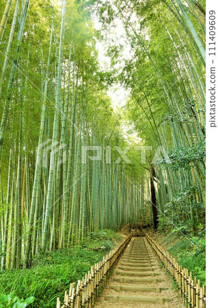 千葉縣佐倉,鮮綠的日和通坡 千葉縣佐倉,鮮綠的日和通坡 111409609