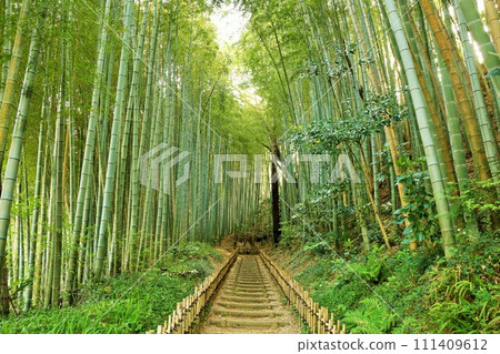 Sakura, Chiba Prefecture, fresh green Hiyodori Slope 111409612