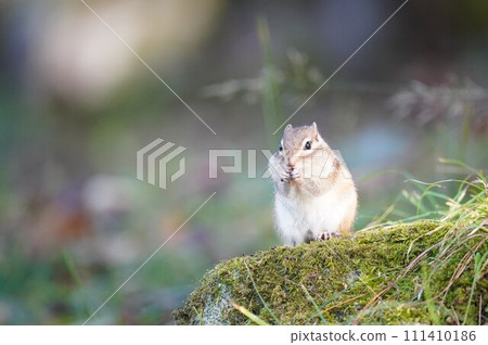 Put your hand on your mouth ♪ Cute chipmunk Put your hand on your mouth ♪ Cute chipmunk 111410186