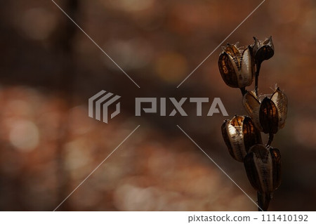 深秋陽光下的百合花 深秋陽光下的百合花 111410192