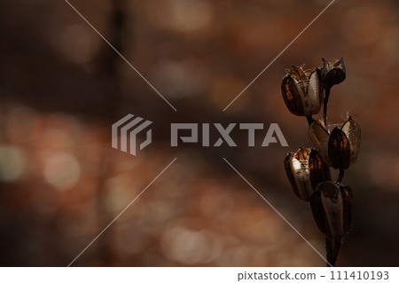 秋日陽光下的百合花 秋日陽光下的百合花 111410193