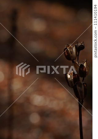 秋日陽光下的百合花 秋日陽光下的百合花 111410194