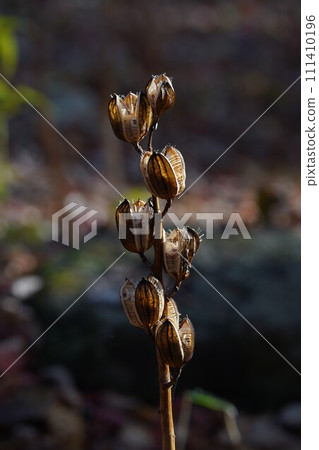 秋日陽光下的百合花 秋日陽光下的百合花 111410196