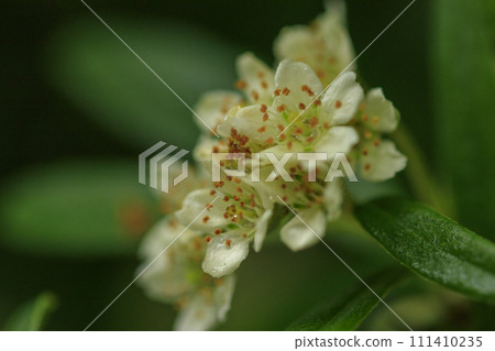 White pyracantha flowers blooming in the forest in early summer 111410235