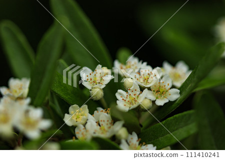 White pyracantha flowers blooming in the forest in early summer 111410241