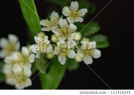 White pyracantha flowers blooming in the forest in early summer 111410245