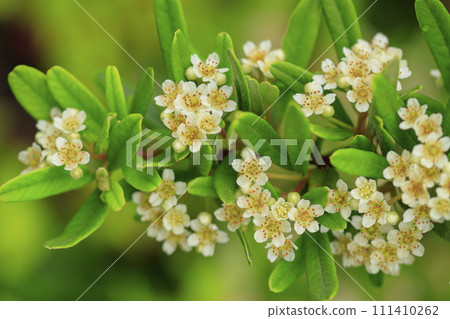 White pyracantha flowers blooming in the forest in early summer White pyracantha flowers blooming in the forest in early summer 111410262