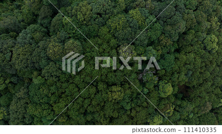 Aerial top view of green forest tree, Tropical rain forest tree ecosystem and healthy environment, Texture and background of green tree forest. Aerial top view of green forest tree, Tropical rain forest tree ecosystem and healthy environment, Texture and background of green tree forest. 111410335