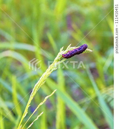 Caterpillar on a stalk. Rich green background 111410451