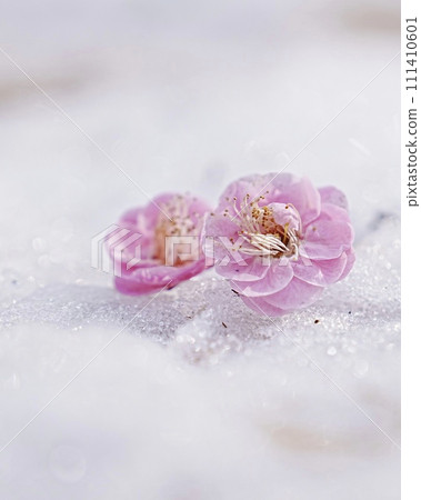 閃閃發光的雪上的梅花花瓣,垂直構圖 閃閃發光的雪上的梅花花瓣,垂直構圖 111410601