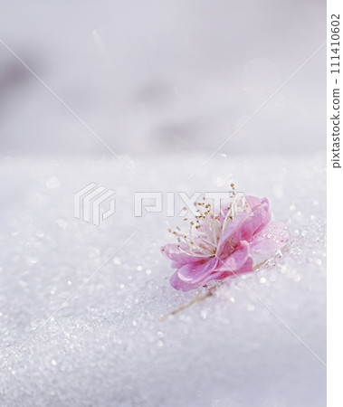 閃閃發光的雪上的梅花花瓣,垂直構圖 閃閃發光的雪上的梅花花瓣,垂直構圖 111410602