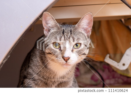 Gray kitten with a curious look closeup 111410624