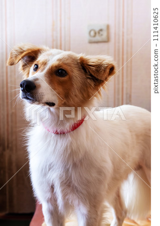 Red-haired fluffy dog smiling at home closeup 111410625