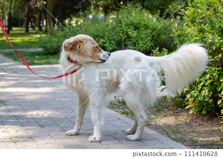 White fluffy dog walking in the park White fluffy dog walking in the park 111410628