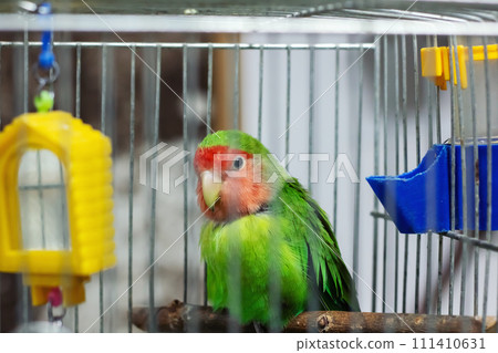 Green parrot in a cage close up 111410631