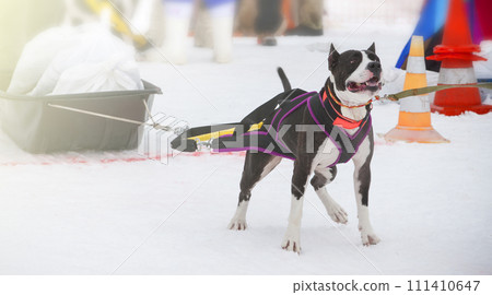 Dog in the winter competitions Weight pulling. 111410647