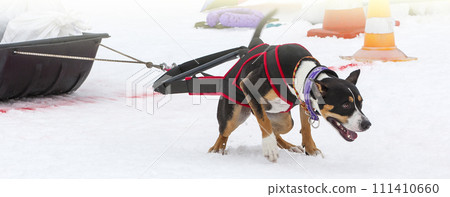 Dog in the winter competitions Weight pulling. 111410660