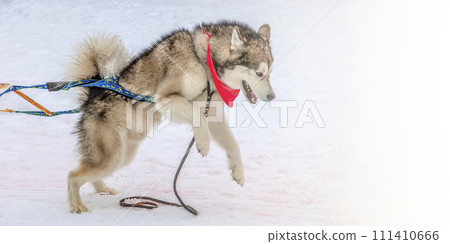 Dog in the winter competitions Weight pulling. 111410666