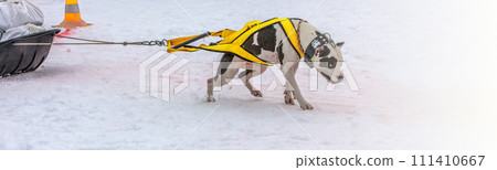 Dog in the winter competitions Weight pulling. Dog in the winter competitions Weight pulling. 111410667