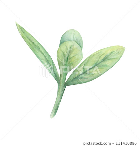 Grass twig leaves watercolor drawing. Herb field spring plant green illustration. Olive cranberry branch isolated white background. Pastry decoration tree bush stick. Aquarelle picture foliage crop Grass twig leaves watercolor drawing. Herb field spring plant green illustration. Olive cranberry branch isolated white background. Pastry decoration tree bush stick. Aquarelle picture foliage crop 111410886