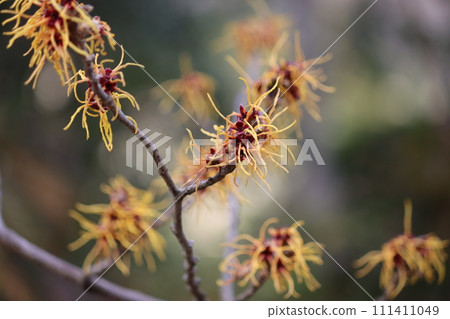 春天第一朵盛開的黃花－Ichi 111411049