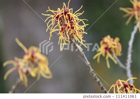 Mansaku flower is auspicious for a bumper year and a full harvest. 111411061