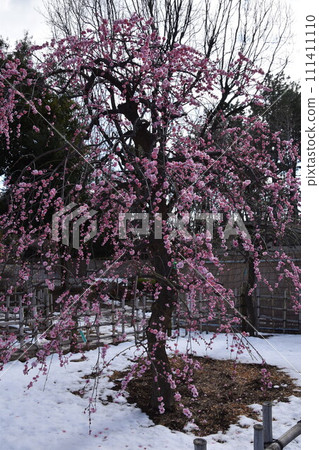 世田谷梅花節@羽木公園雪中盛開的紅梅 世田谷梅花節@羽木公園雪中盛開的紅梅 111411110