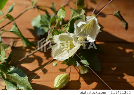 Milky white winter-blooming clematis flowers 111411263