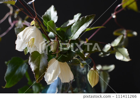 乳白色冬季盛開的鐵線蓮花 乳白色冬季盛開的鐵線蓮花 111411266