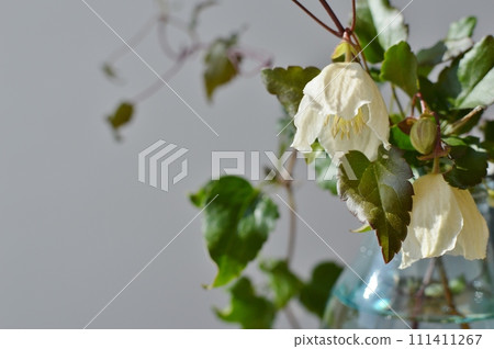 乳白色冬季盛開的鐵線蓮花 乳白色冬季盛開的鐵線蓮花 111411267