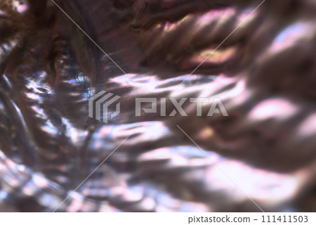 Macro photography of abalone shell 111411503