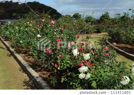 Arao City Ominous Citizen Flower Bed Rose Flower, 111411801