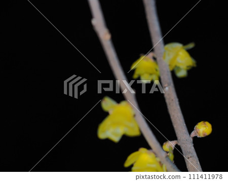 Ruby flowers telling the spring Ruby flowers telling the spring 111411978