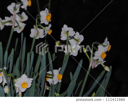 daffodils at night daffodils at night 111411980