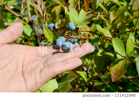 Blueberries are ripe and ready to eat 111412940