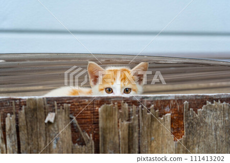 Hide and seek ~Cute kitten~ 111413202