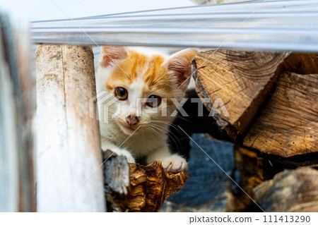 Hide and seek ~Cute kitten~ Hide and seek ~Cute kitten~ 111413290